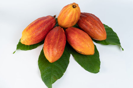 Set of orange color cacao pods with green leafs above top viewの写真素材