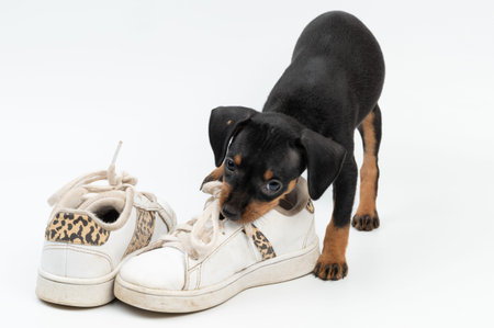 Naughty pinscher puppy biting shoes on white studio backgroundの写真素材