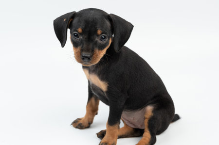 Pinscher puppy dog portrait sitting on white studio backgroundの写真素材