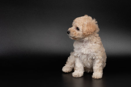 Sit and look on side poodle puppy dog isolated on black studio backgroundの写真素材