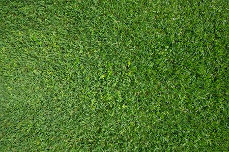 Mossy green grass background wet after rain above top viewの写真素材