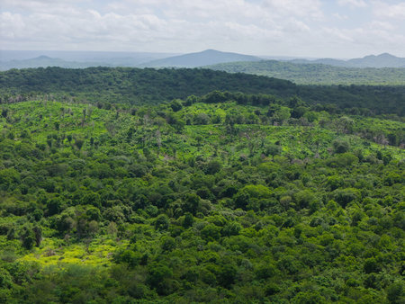 Green jungle landscape background aerial drone viewの写真素材