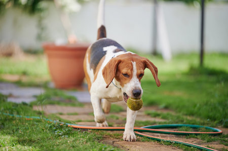Running beagle dog with ball on house backyard