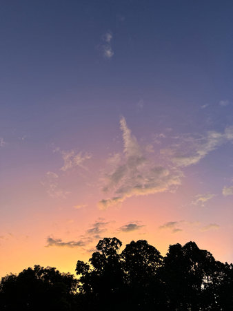 Pink color sky over park tree at sunset time
