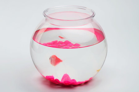 One orange fish in transparent aquarium side view isolated on studio backgroundの写真素材