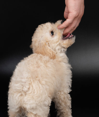 Fluffy poodle dog biting hand close up viewの写真素材