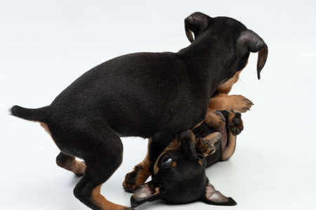 Close up of playing puppies isolated on white studio background