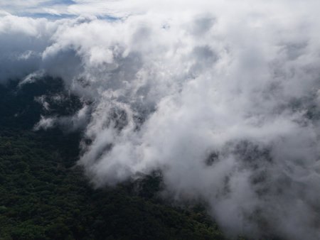 Serene view of dense trees shrouded in mist, with clouds hovering above lush landscape during morning hours.の写真素材