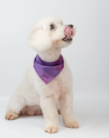 Poodle dog with tongue side view isolated