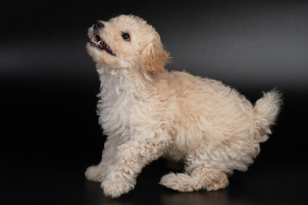 Looking up fluffy poodle puppy isolated with copy spaceの写真素材