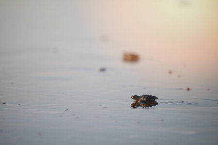 Small turtle hatchling crawls toward water's edge at sunrise along tranquil shoreline.の写真素材