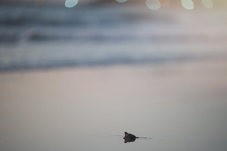 Tiny turtle hatchling crawls across wet sand towards ocean during sunset. Gentle waves wash ashore,...