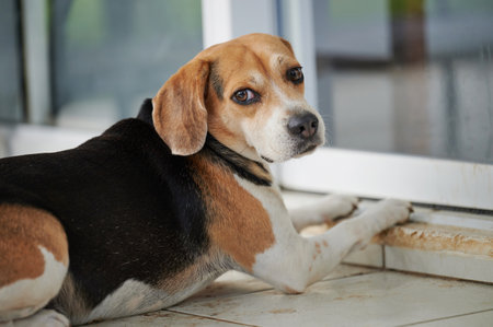 Beagle dog  waiting next to glass door close up viewの写真素材