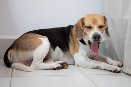 Yawning beagle dog laying on floor close up viewの写真素材