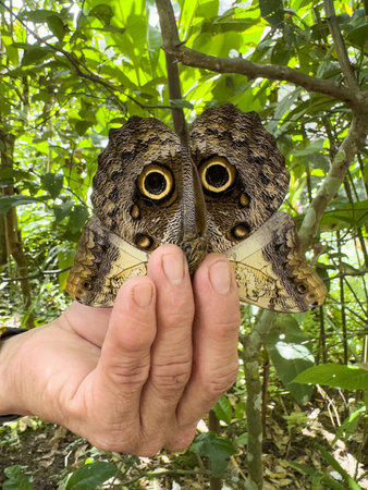 Hand hold brown color butterfly close up view on green tropical backgroundの写真素材