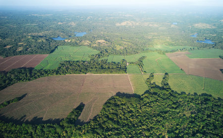 Green farmland landscape aerial drone view on sunset light