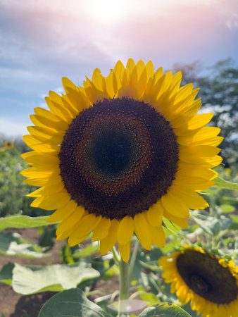 One pretty sunflower plant close up on sunny sky backgroundの写真素材