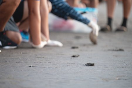 People free baby turtle on sand beach to wildlife close up viewの写真素材