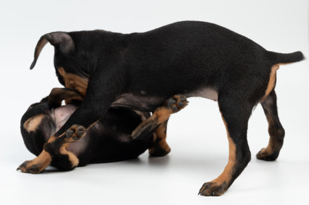 Happy playful two puppies fighting on white studio background isolatedの写真素材