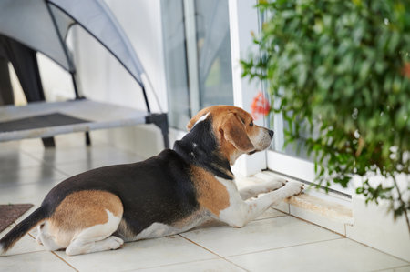 Waiting beagle dog outside of house and look insideの写真素材