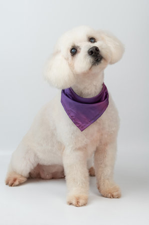 Portrait of fluffy poodle dog sit on white studio backgroundの写真素材