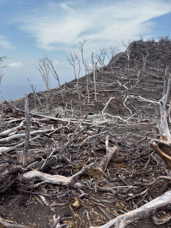 Gray dead tree forest on blue sky backgroundの写真素材
