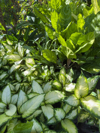 Vibrant collection of houseplants thrives under sunlight, showcasing rich green foliage and varied textures.の写真素材