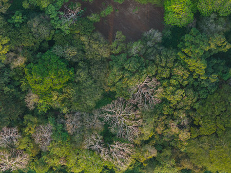 Jungle forest foliage abstract background aerial drone viewの写真素材