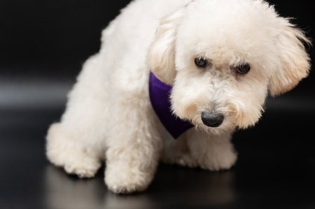 White poodle dog sit on black studio backgroundの写真素材