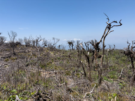 Deforestation in land theme. Dry season landscape themeの写真素材