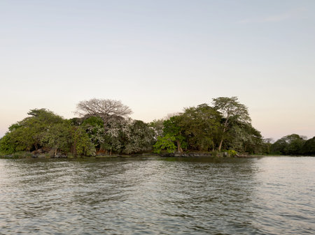 Island with trees and white birds on sunset timeの写真素材