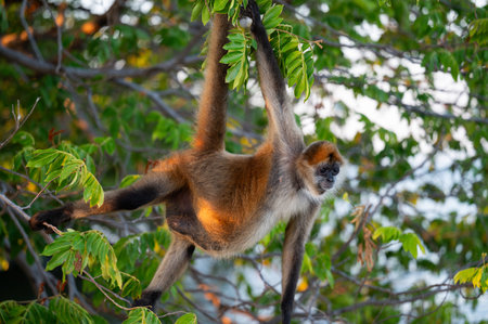 A howler monkey swings gracefully from a tree branch, surrounded by vibrant leaves as sunlight filters through.の写真素材