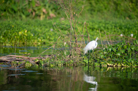 A white bird forages amid lush green plants by the water, reflecting its figure in the tranquil surface.の写真素材