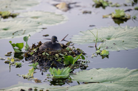 A bird sits on its nest surrounded by lush green plants in a calm water environment during daylight.の写真素材