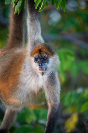 A capuchin monkey swings from a leafy branch in a vibrant tropical forest during evening light.の写真素材