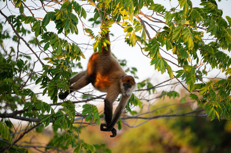 A monkey gracefully swings through vibrant green foliage, enjoying its natural surroundings during daylight.の写真素材