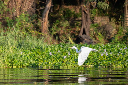 A white bird soars above calm waters reflecting the vibrant greenery and flowers in the serene landscape.の写真素材