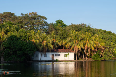 A charming white house rests by the calm lake, surrounded by vibrant palm trees under a clear blue sky.の写真素材