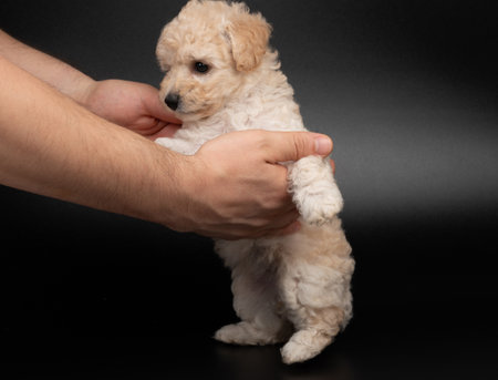 Fluffy poodle puppy on black studio backgroundの写真素材