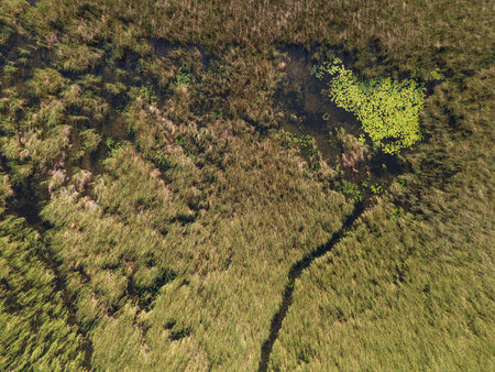 Expansive wetland area showcases rich tapestry of green grasses and water channels under bright daylight.の写真素材