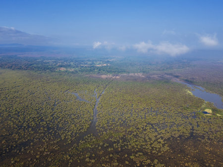 Lush wetlands stretch for miles, teeming with life and vibrant greenery, as clouds drift lazily above under morning sun.の写真素材