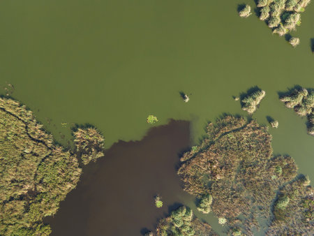 Expansive wetlands covered with various green plants and reflective water in tranquil natural setting.の写真素材