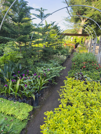 Variety of plants and flowers arranged neatly in nursery, with sunlight illuminating greenery.の写真素材