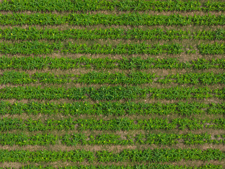 Rows of green palm trees in agricultural farm aerial above top viewの写真素材