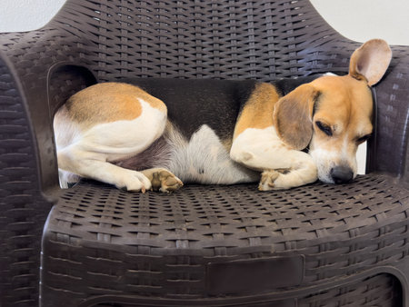 Sleeping on couch chair beagle dog pet close up viewの写真素材