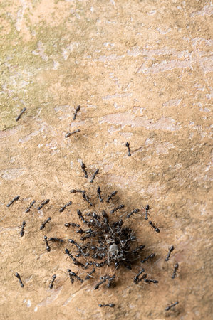 Ants carry bug prey to nest macro close up viewの写真素材