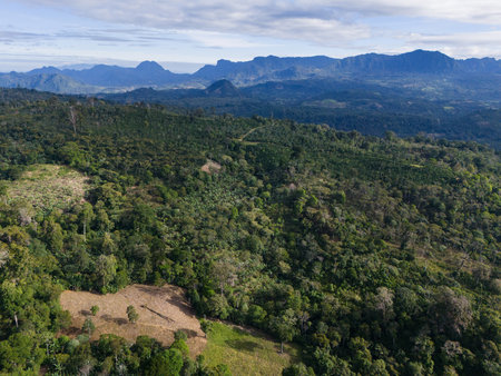 Green jungle forest landscape on Penas blancas natural background aerial viewの写真素材