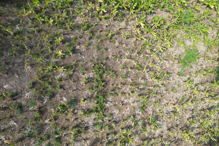 Plantation field with green plants aerial above drone viewの写真素材