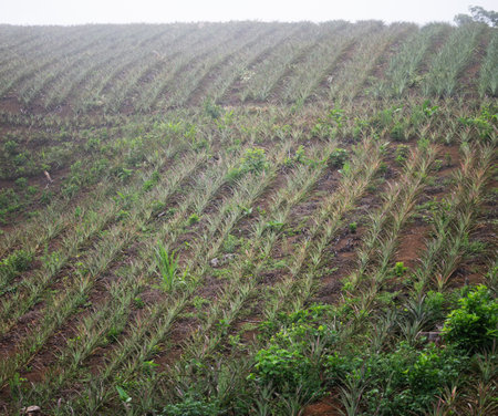 Rows of vibrant pineapple plants stretch across hilly terrain, shrouded in morning mist, showcasing agricultural beauty.の写真素材