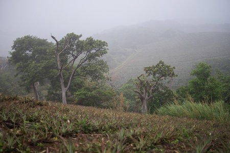 Misty hillside features lush greenery and trees, creating serene atmosphere in nature at dusk.の写真素材